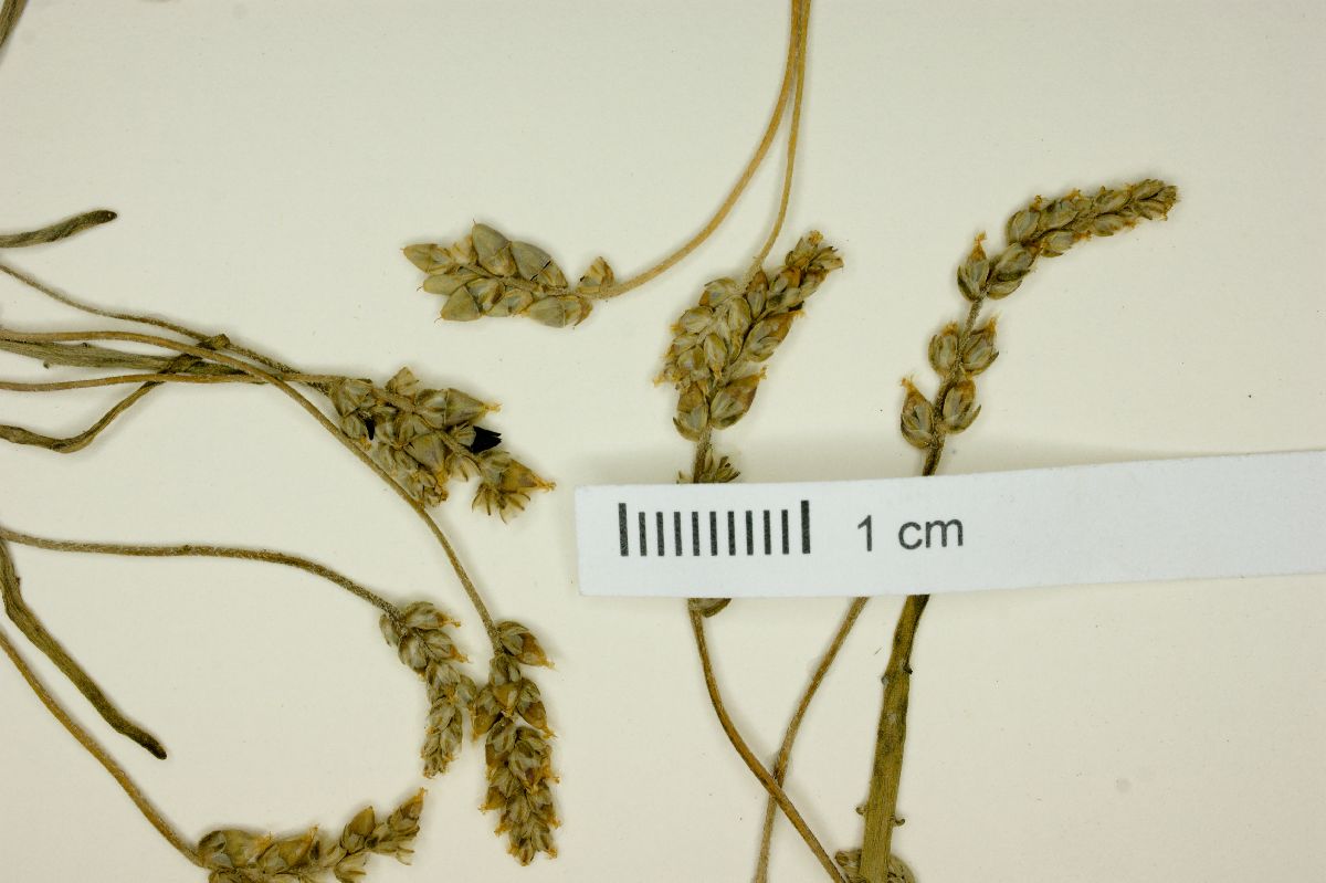 Plantago bigelovii subsp. californica image