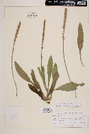 Plantago australis subsp. hirtella image
