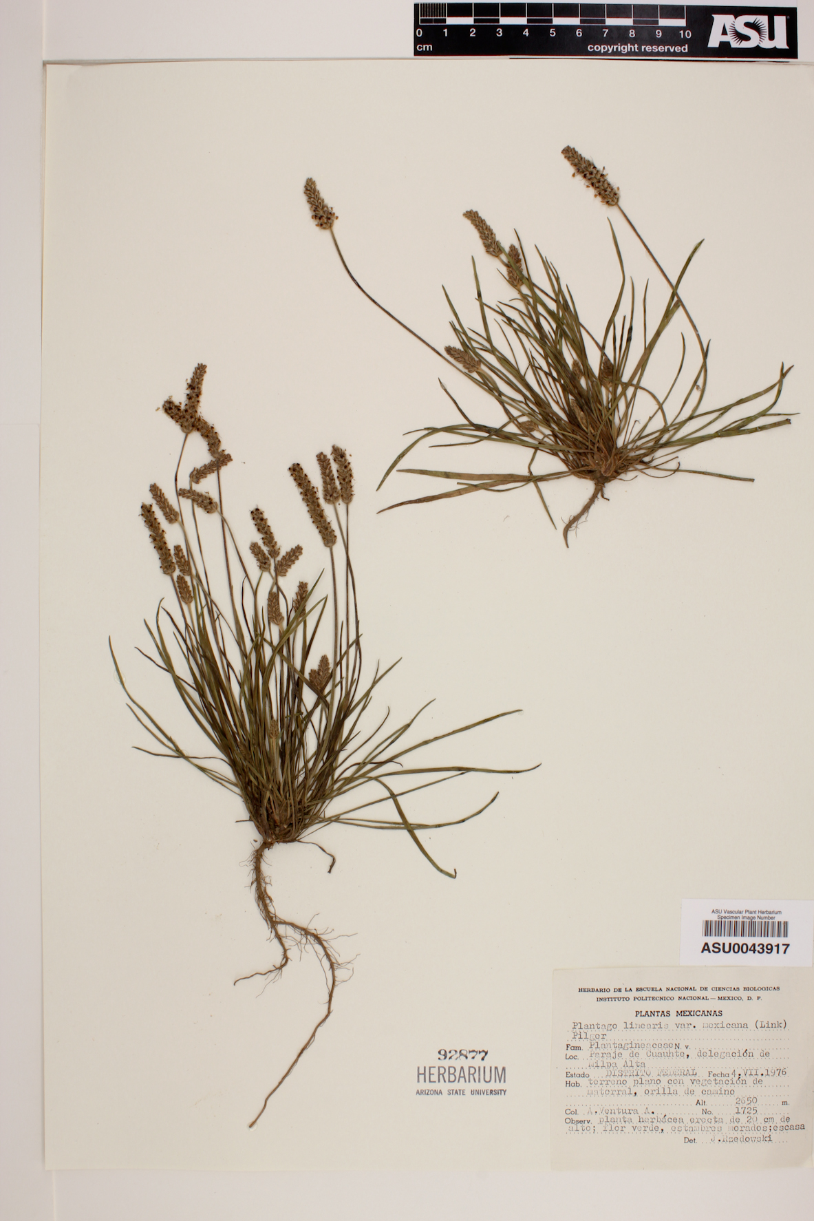 Plantago linearis image