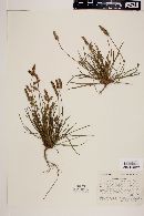 Plantago linearis image