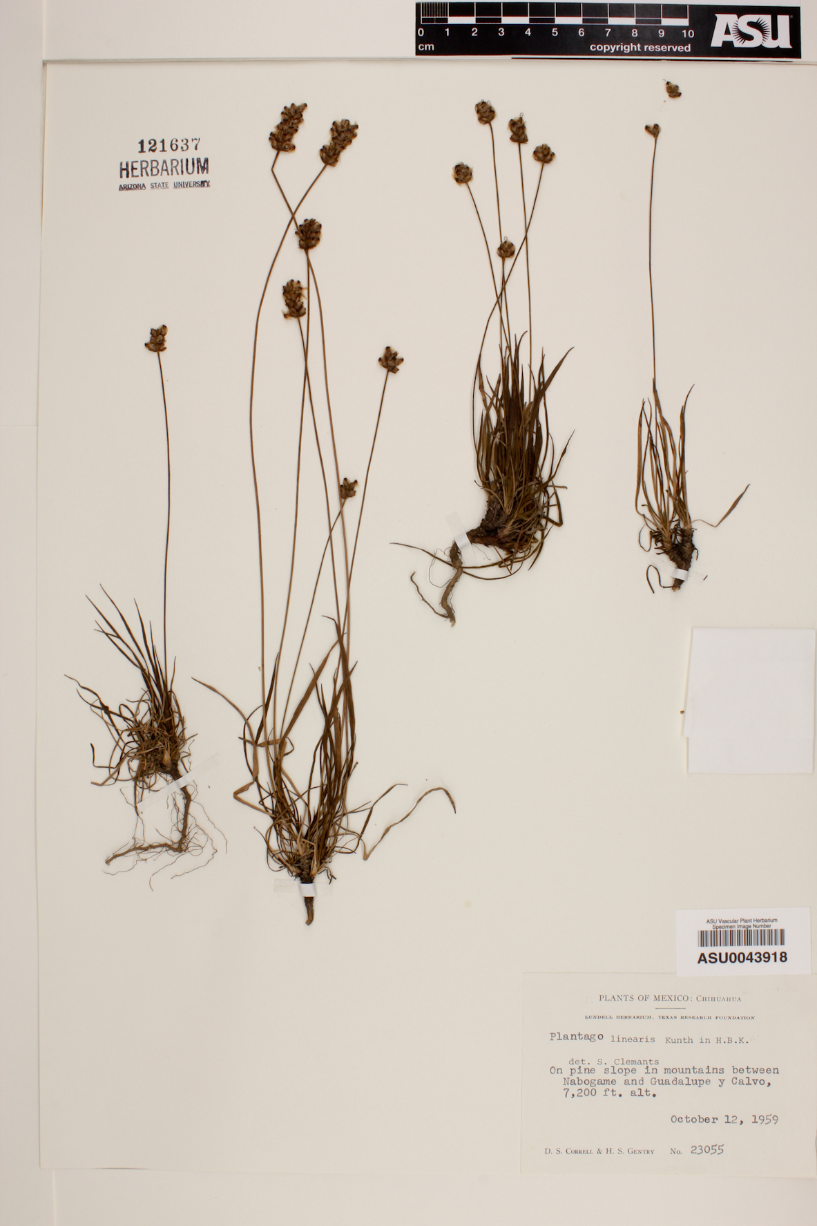 Plantago linearis image