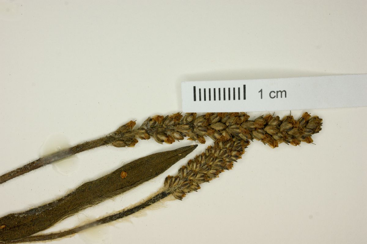 Plantago commersoniana image