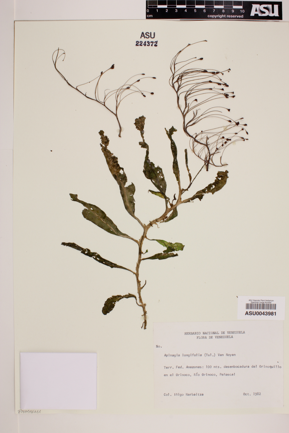 Apinagia longifolia image