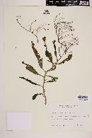 Image of Apinagia longifolia