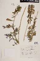 Bonplandia geminiflora image
