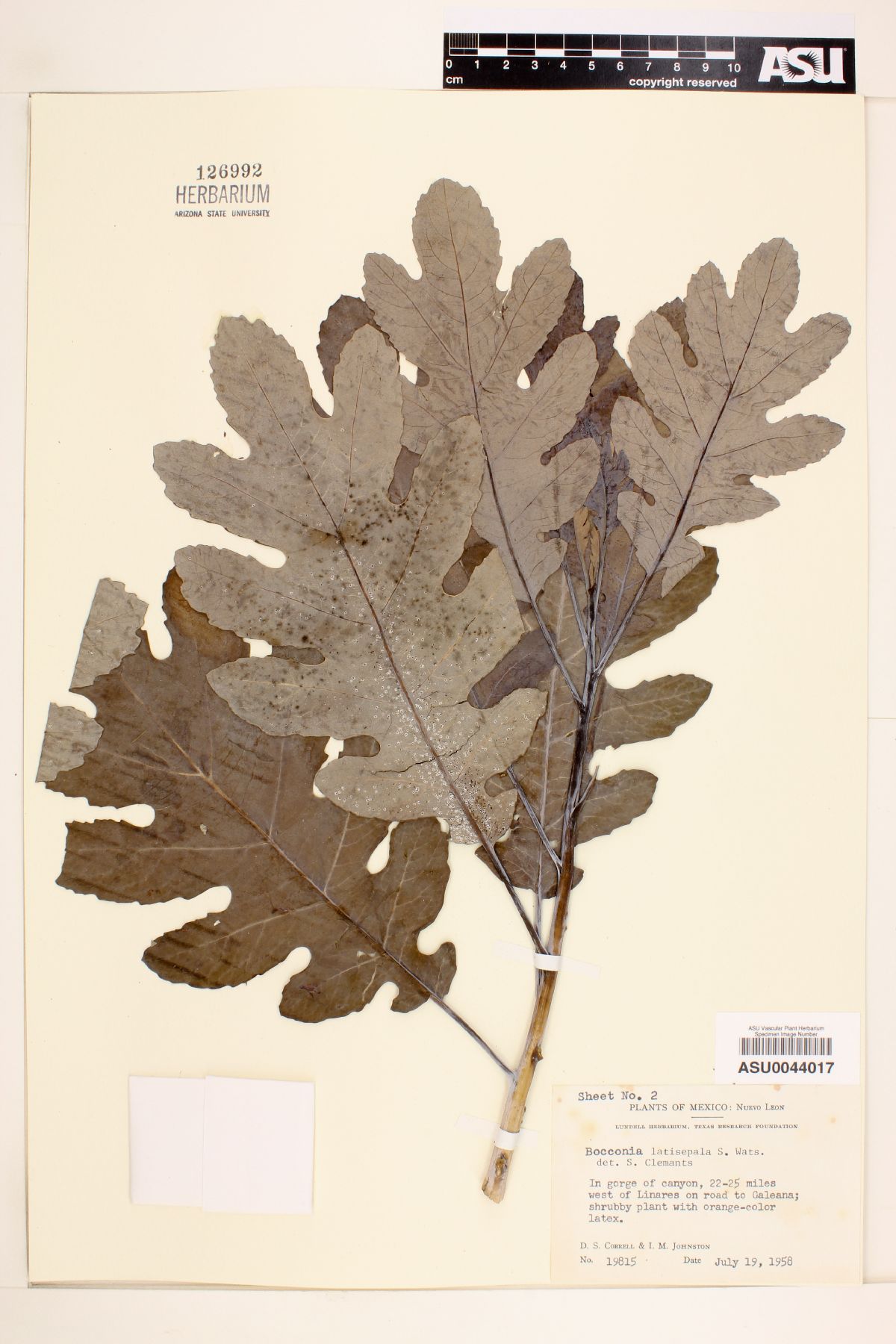 Bocconia latisepala image