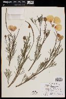 Hunnemannia fumariifolia image