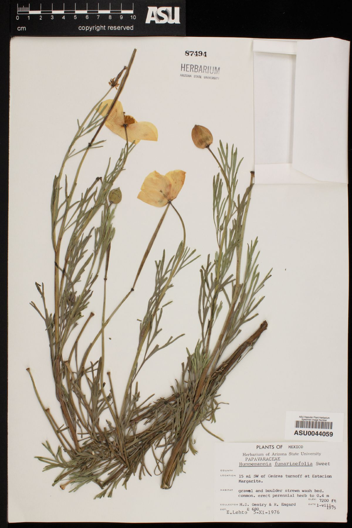 Hunnemannia fumariaefolia image
