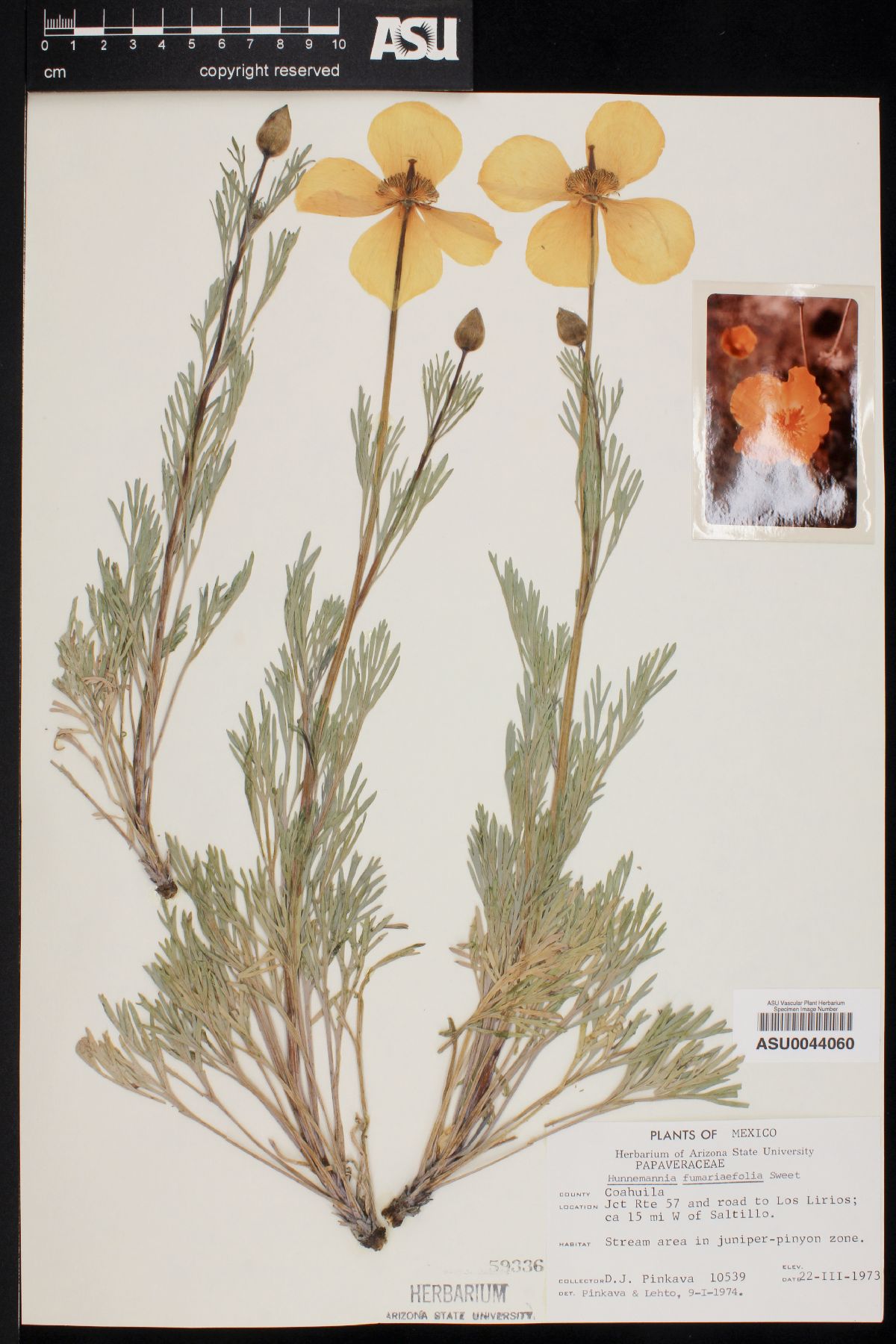 Hunnemannia fumariaefolia image