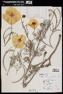 Hunnemannia fumariaefolia image