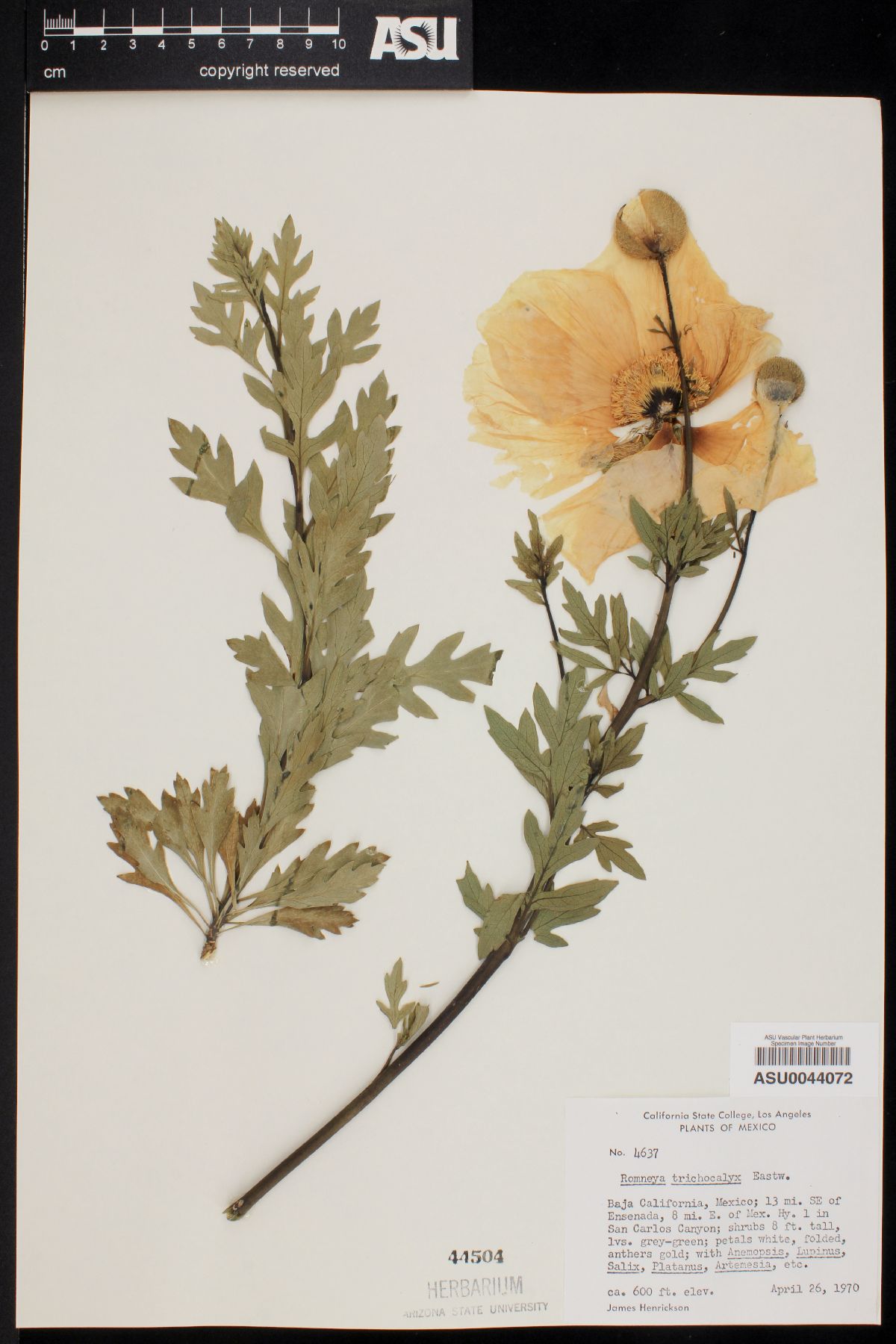 Romneya trichocalyx image