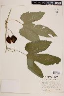 Passiflora podadenia image