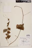 Passiflora porphyretica var. angustata image