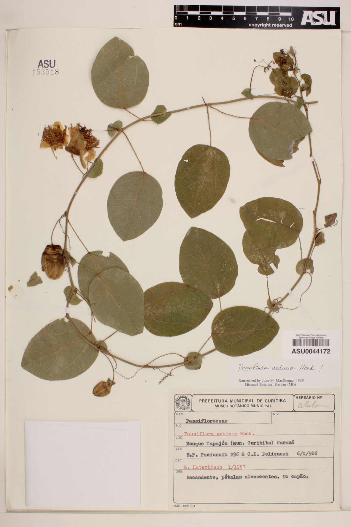 Passiflora actinia image