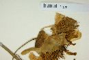 Passiflora actinia image