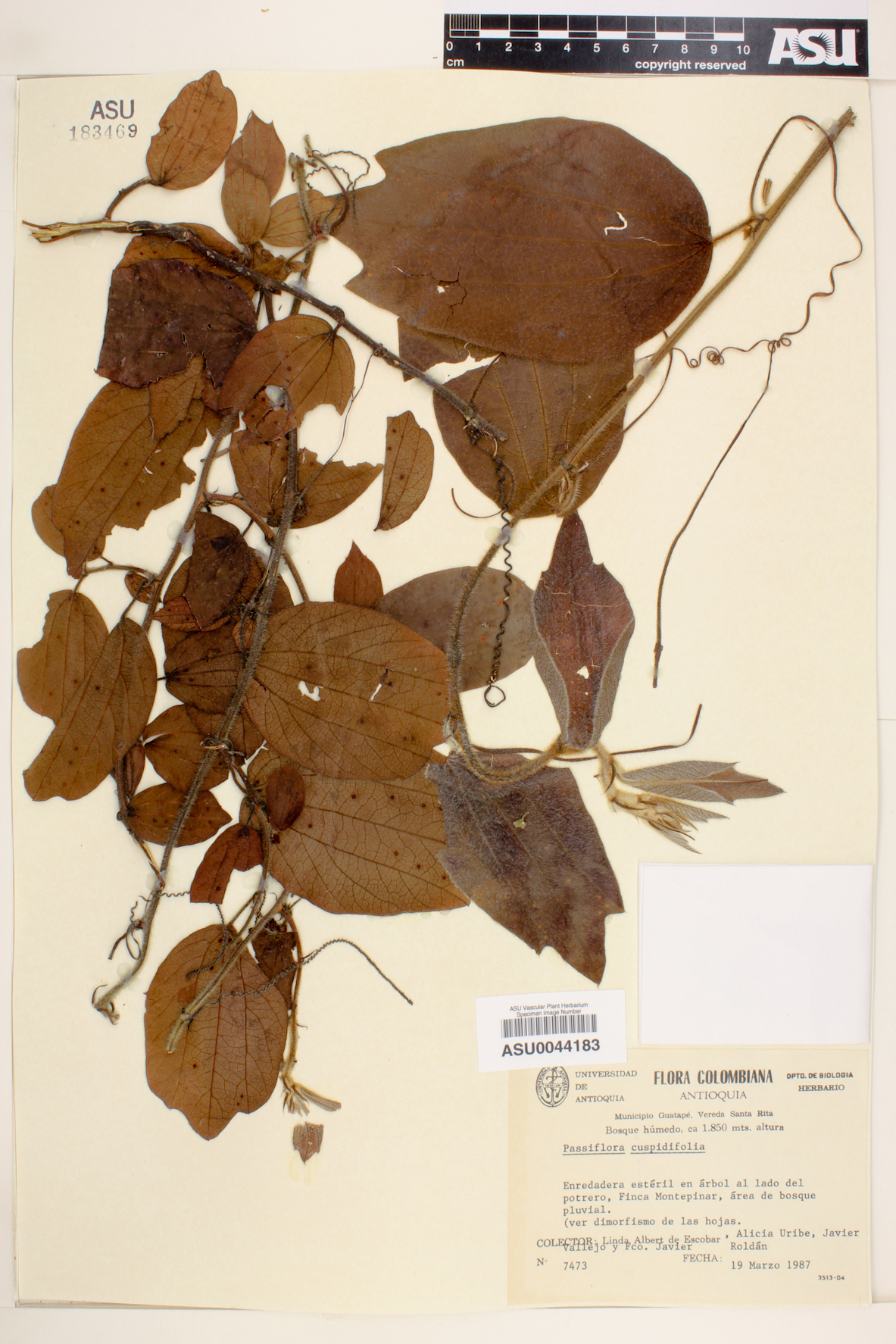 Passiflora cuspidifolia image