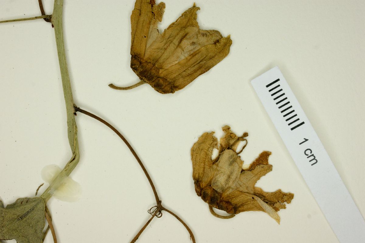 Passiflora gracillima image