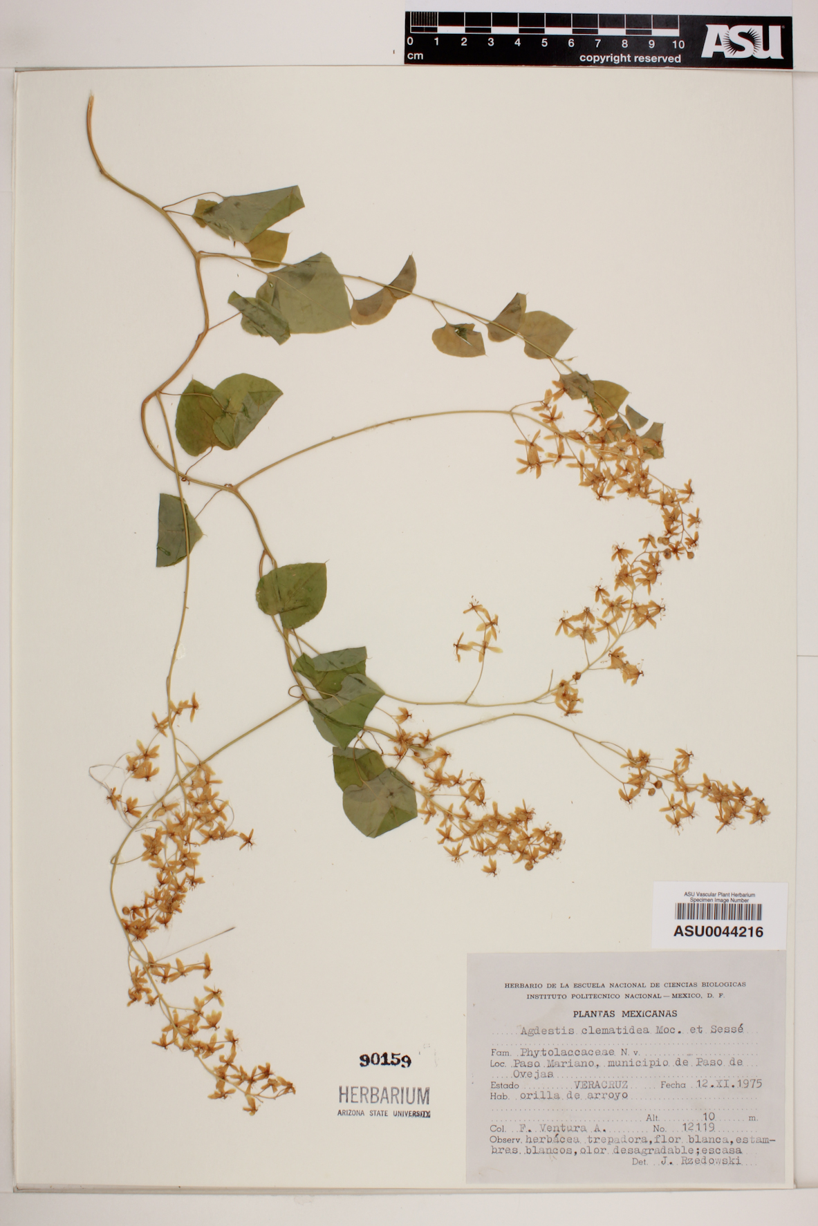 Agdestis clematidea image