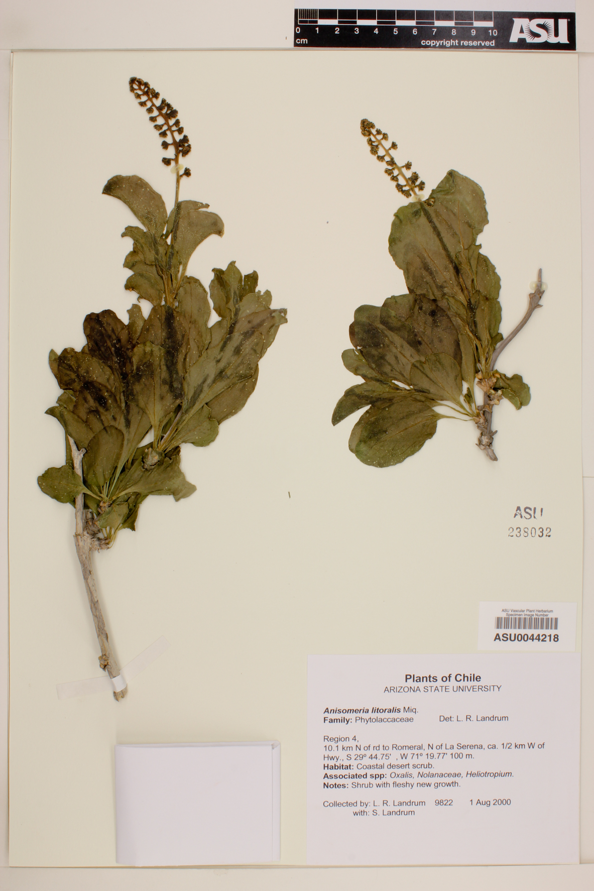 Anisomeria littoralis image