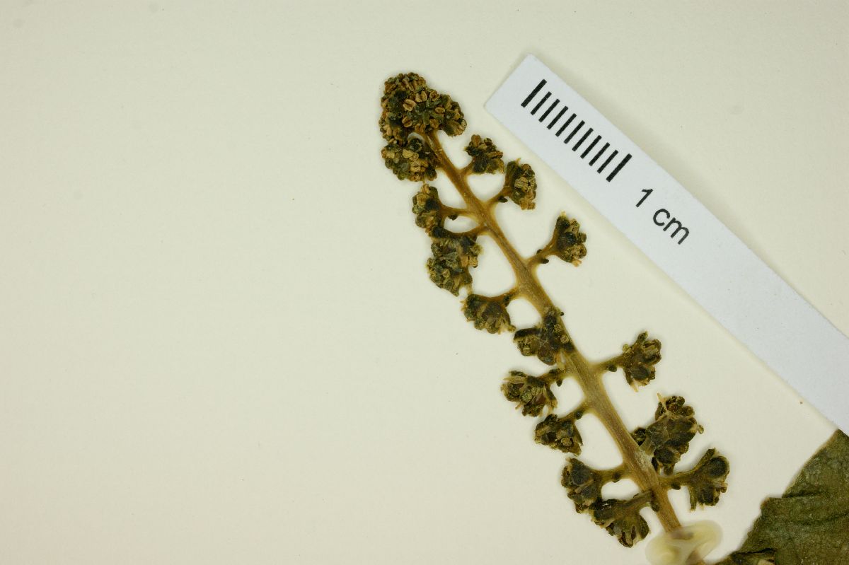 Anisomeria littoralis image