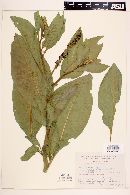 Phytolacca icosandra image