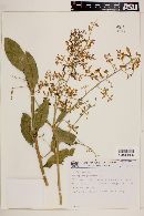 Seguieria parvifolia image