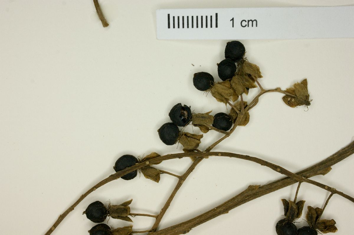 Trichostigma octandrum image