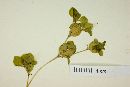 Peperomia hintonii image