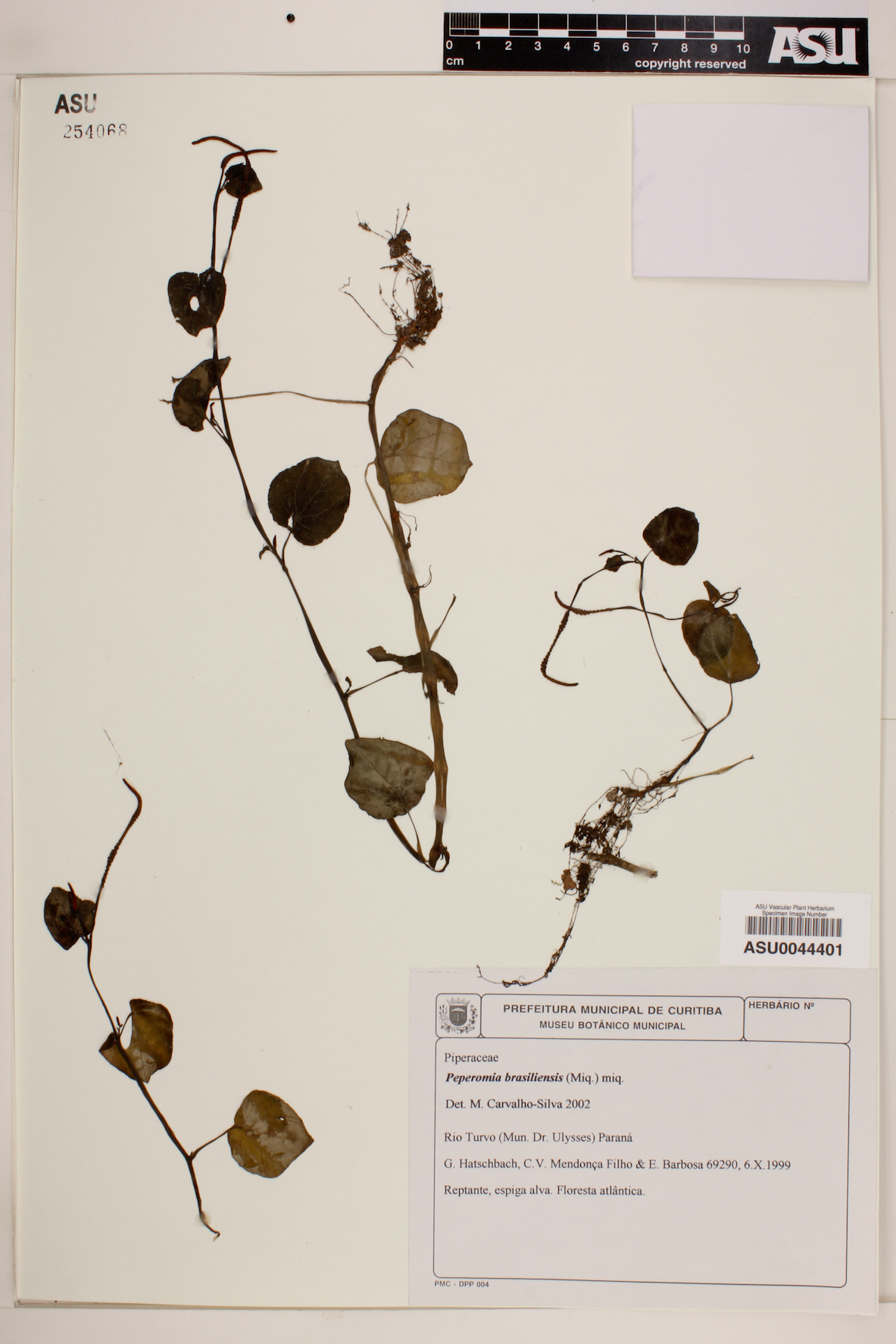 Peperomia brasiliensis image