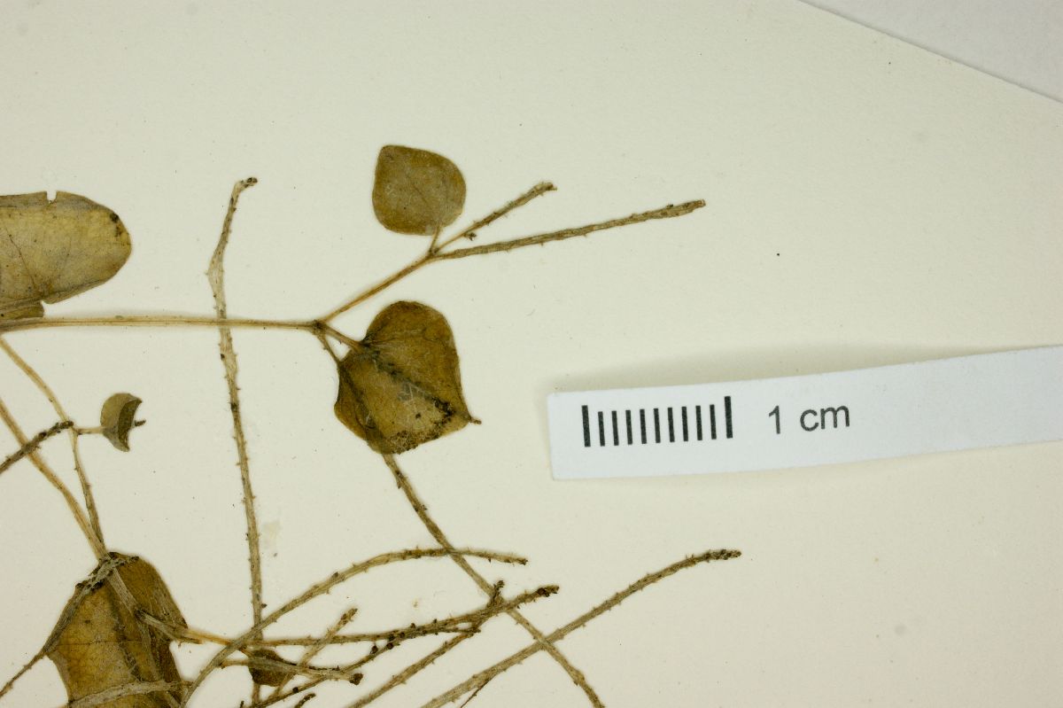 Peperomia pellucida var. argentina image