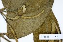Piper pseudo-lanceifolium image