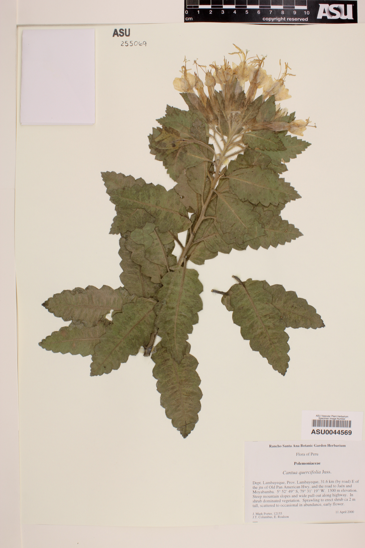 Cantua quercifolia image
