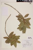 Cantua quercifolia image