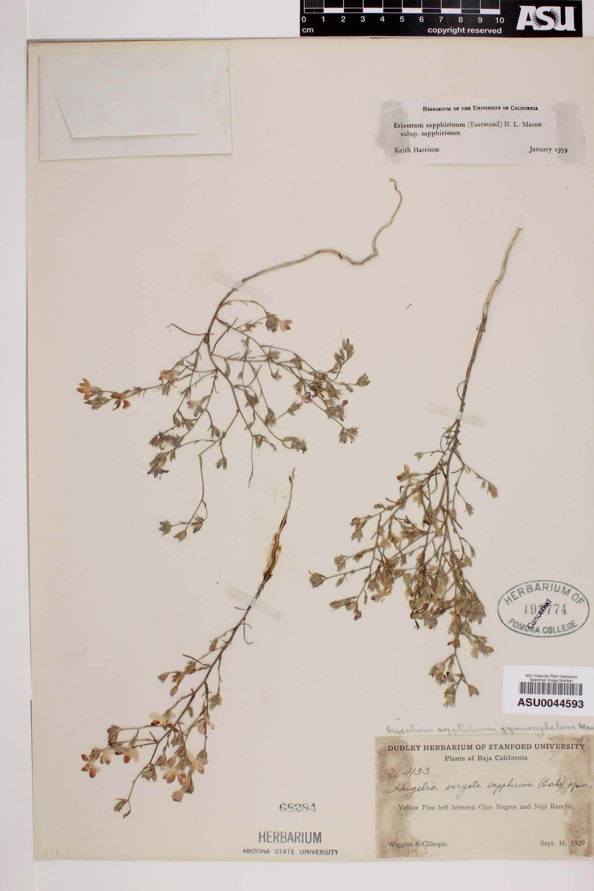 Eriastrum sapphirinum subsp. sapphirinum image