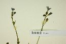 Gilia flavocincta subsp. australis image