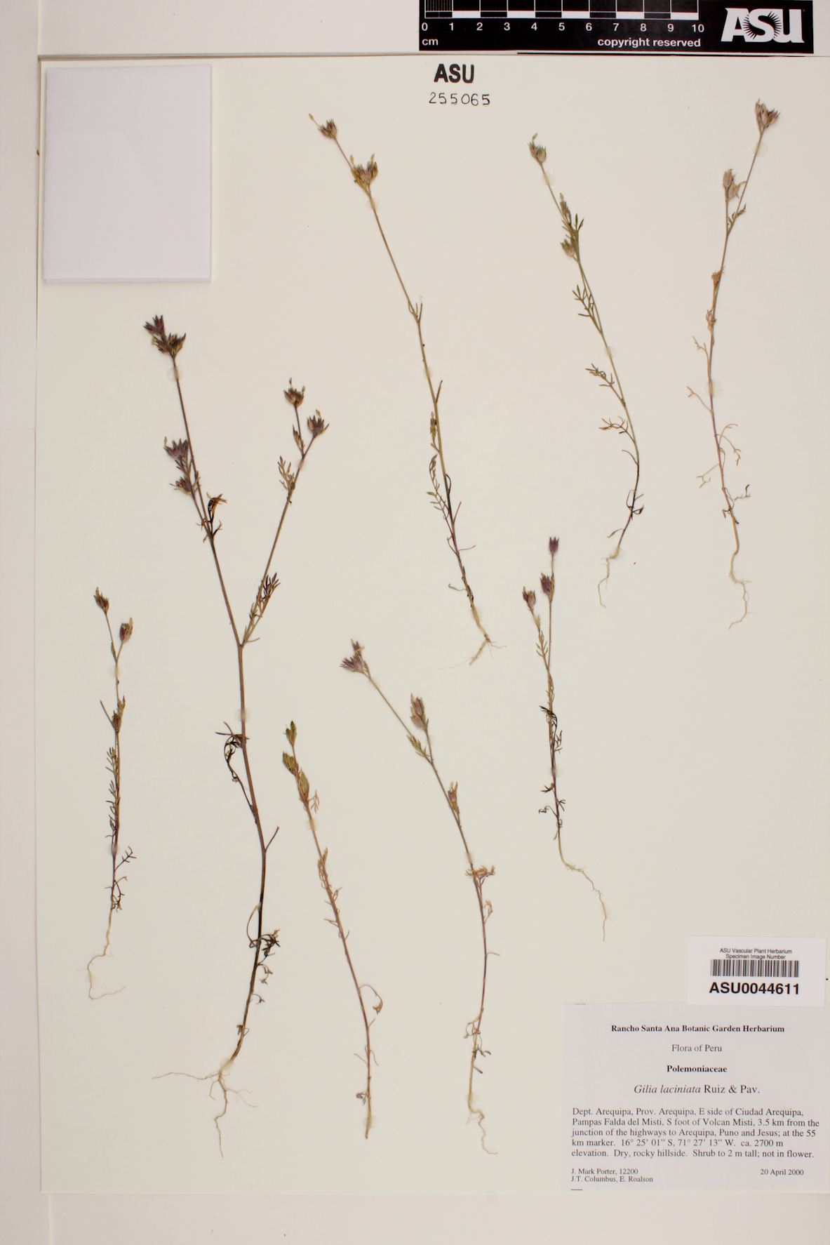 Gilia laciniata image