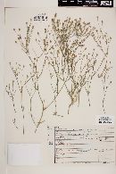 Gilia stewartii image