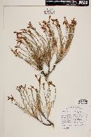 Ipomopsis tenuifolia image