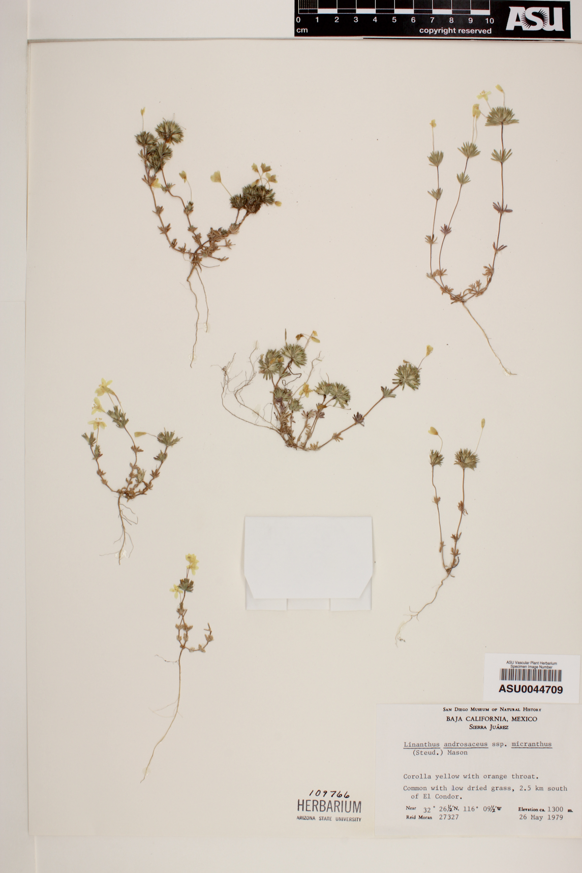 Linanthus androsaceus image