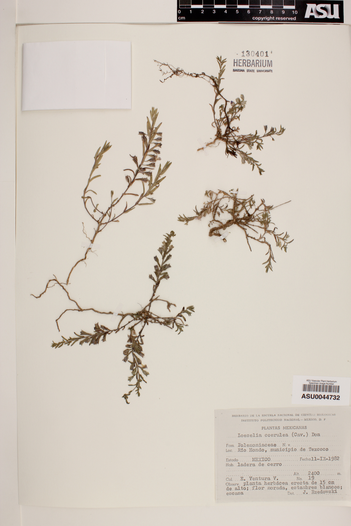 Loeselia coerulea image
