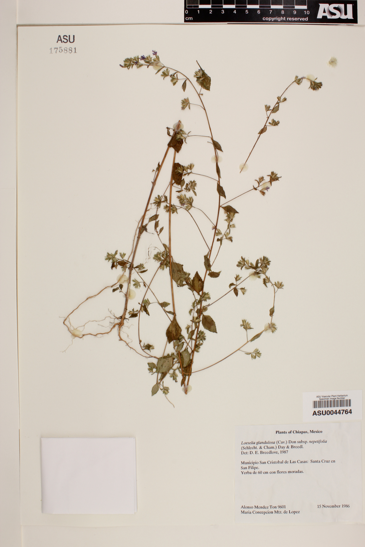 Loeselia glandulosa subsp. nepetifolia image