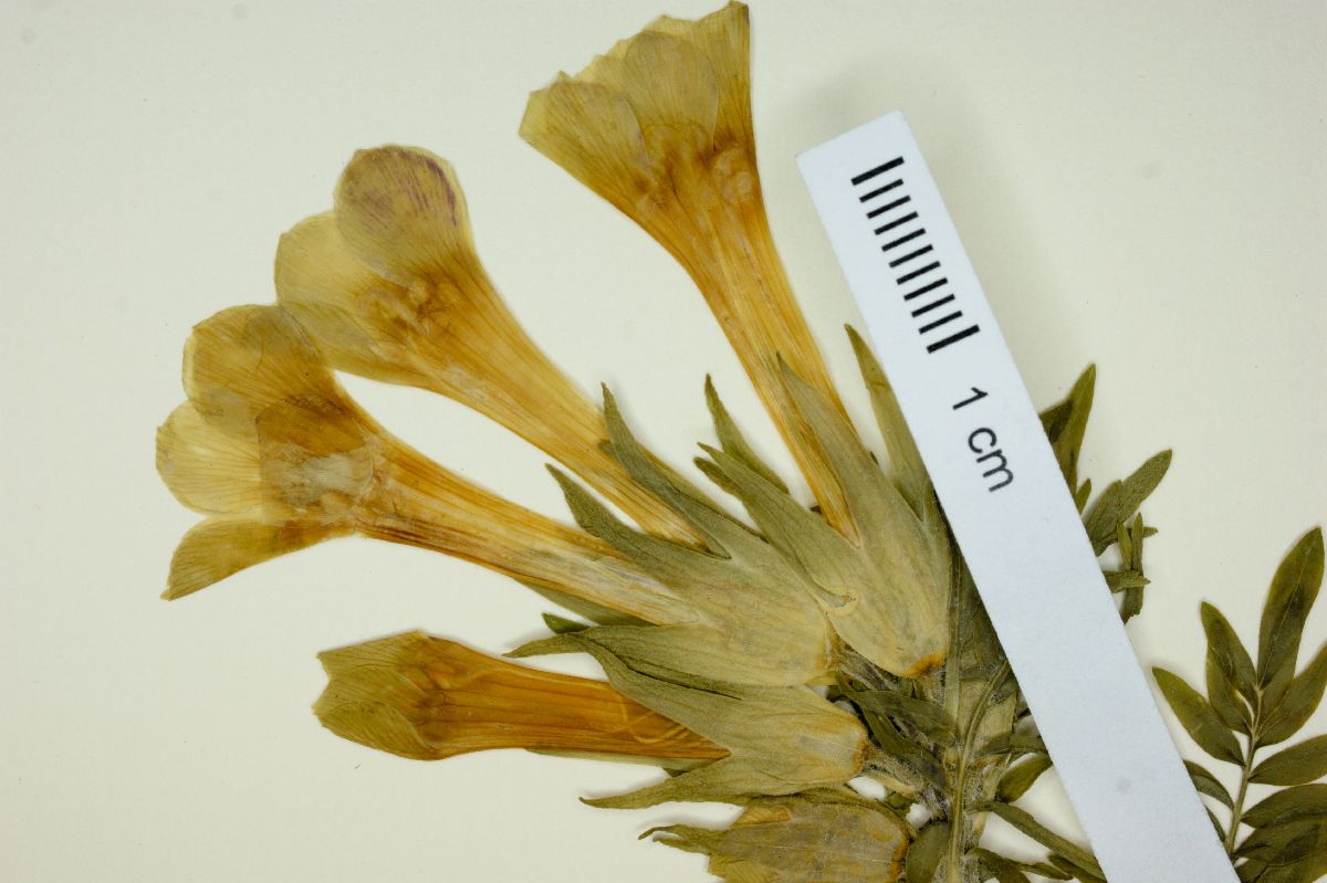 Polemonium pauciflorum subsp. hinckleyi image