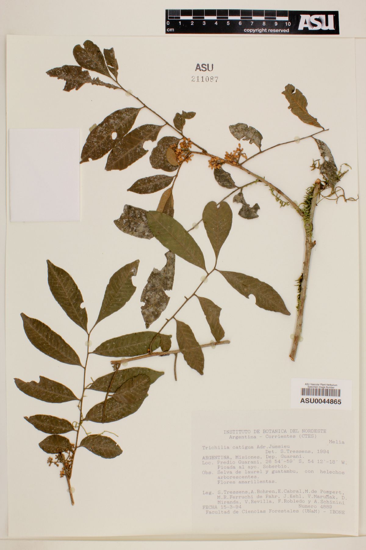 Trichilia catigua image