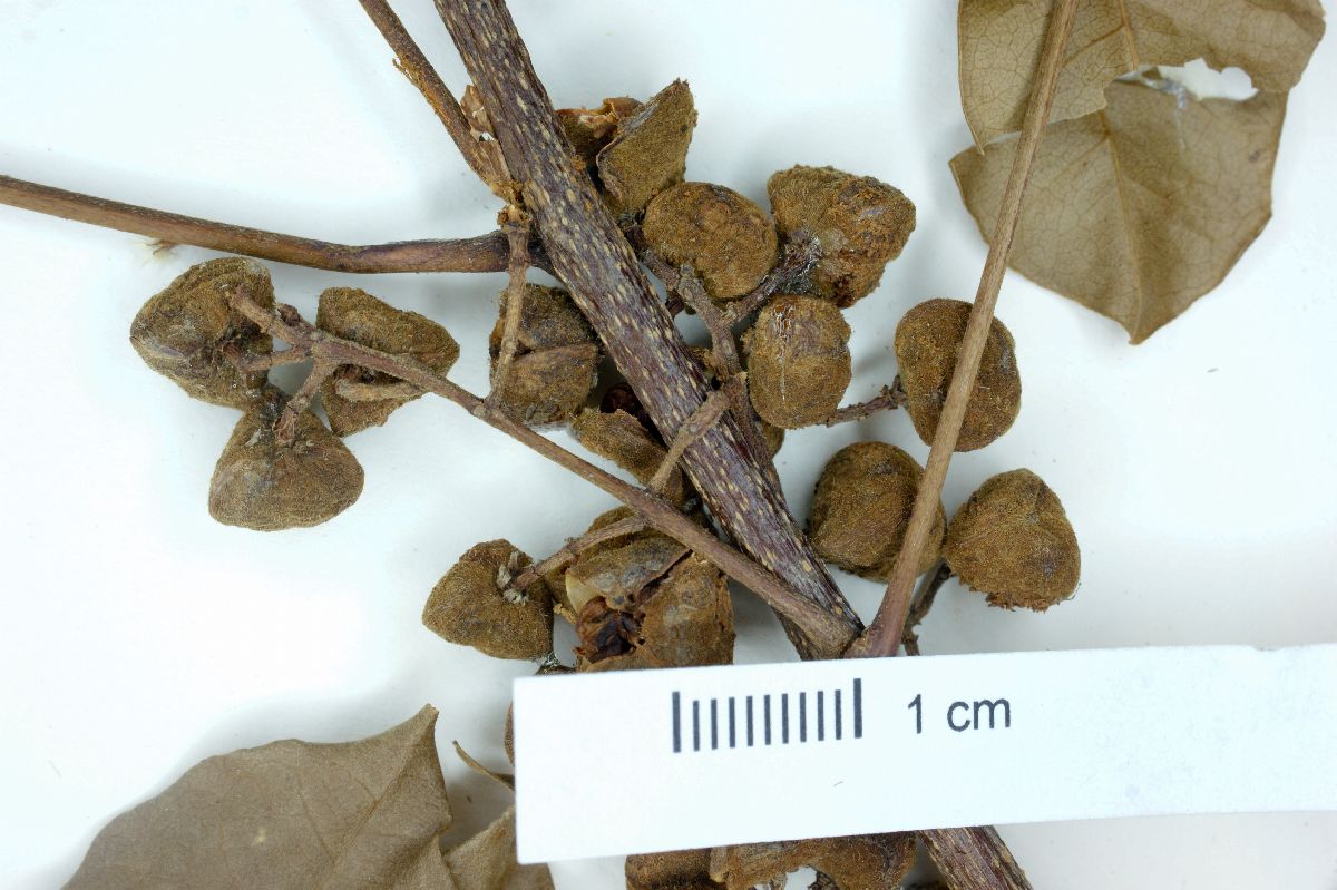 Trichilia spondioides image