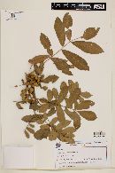 Trichilia stellatotomentosa image
