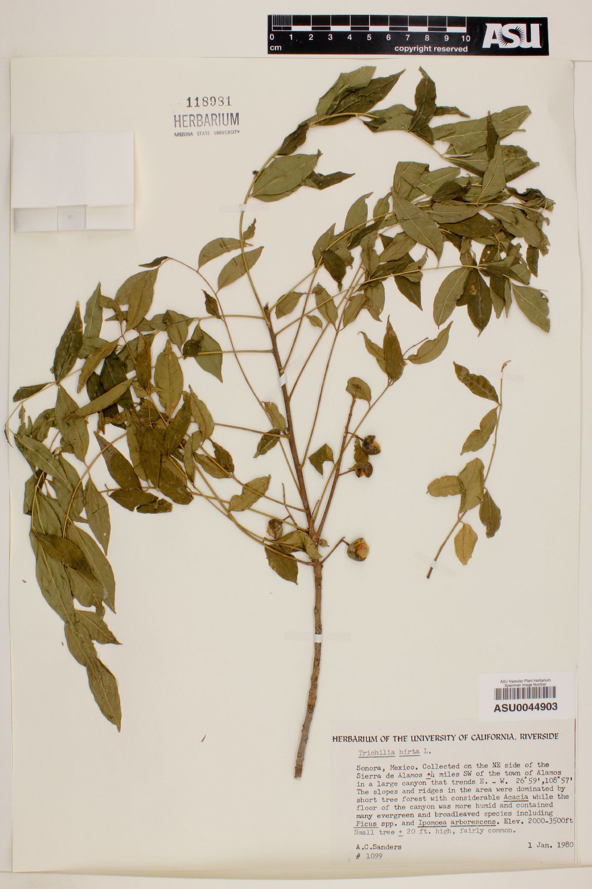 Trichilia hirta image