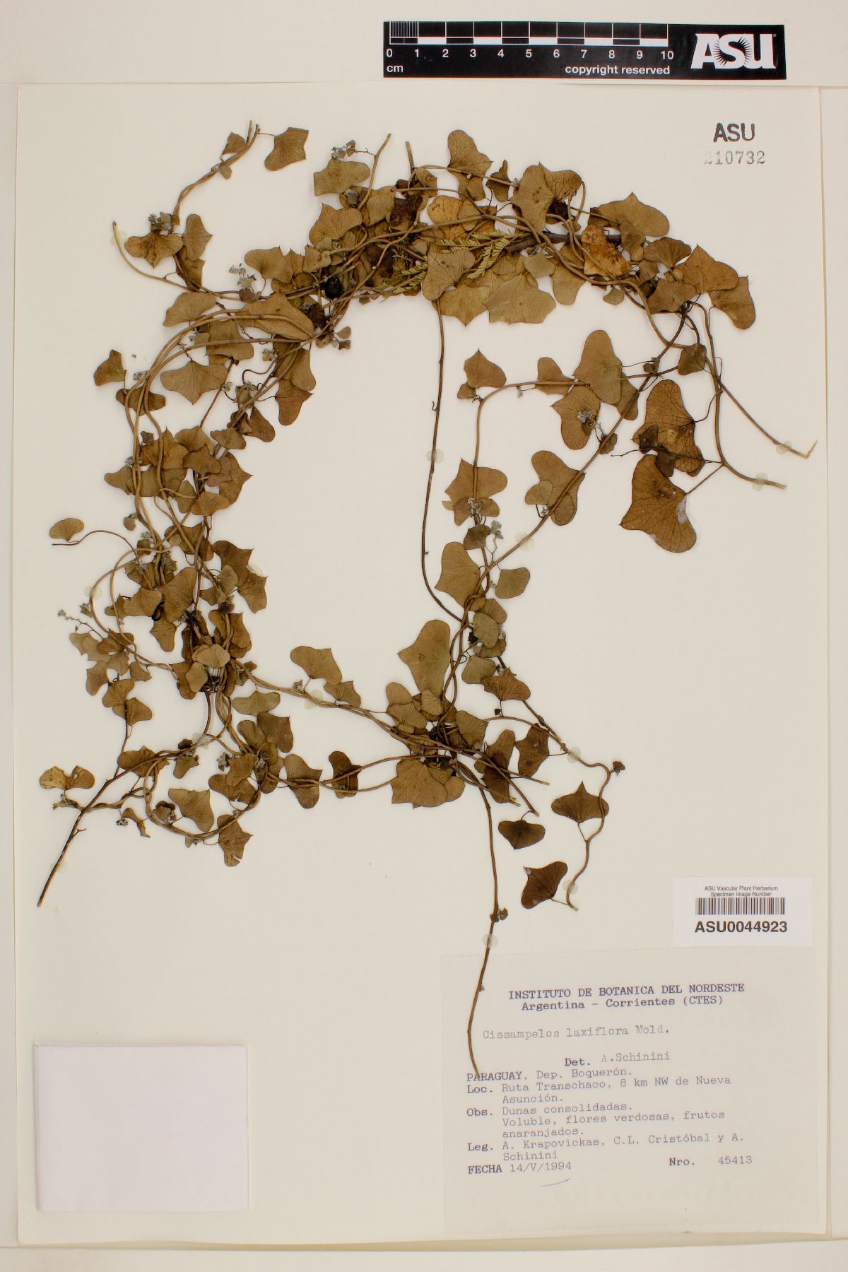 Cissampelos laxiflora image