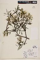Image of Misodendrum brachystachium
