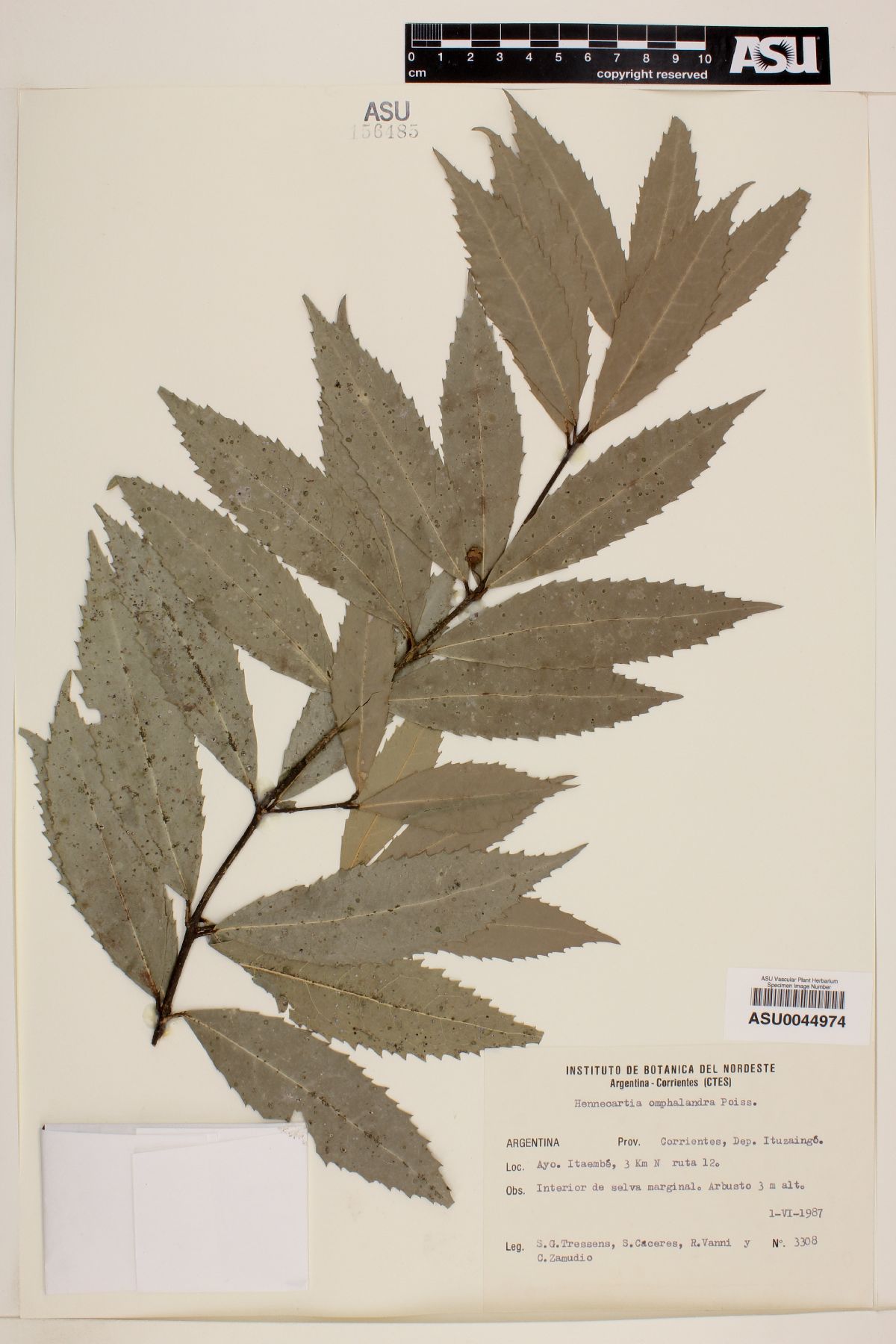 Hennecartia image