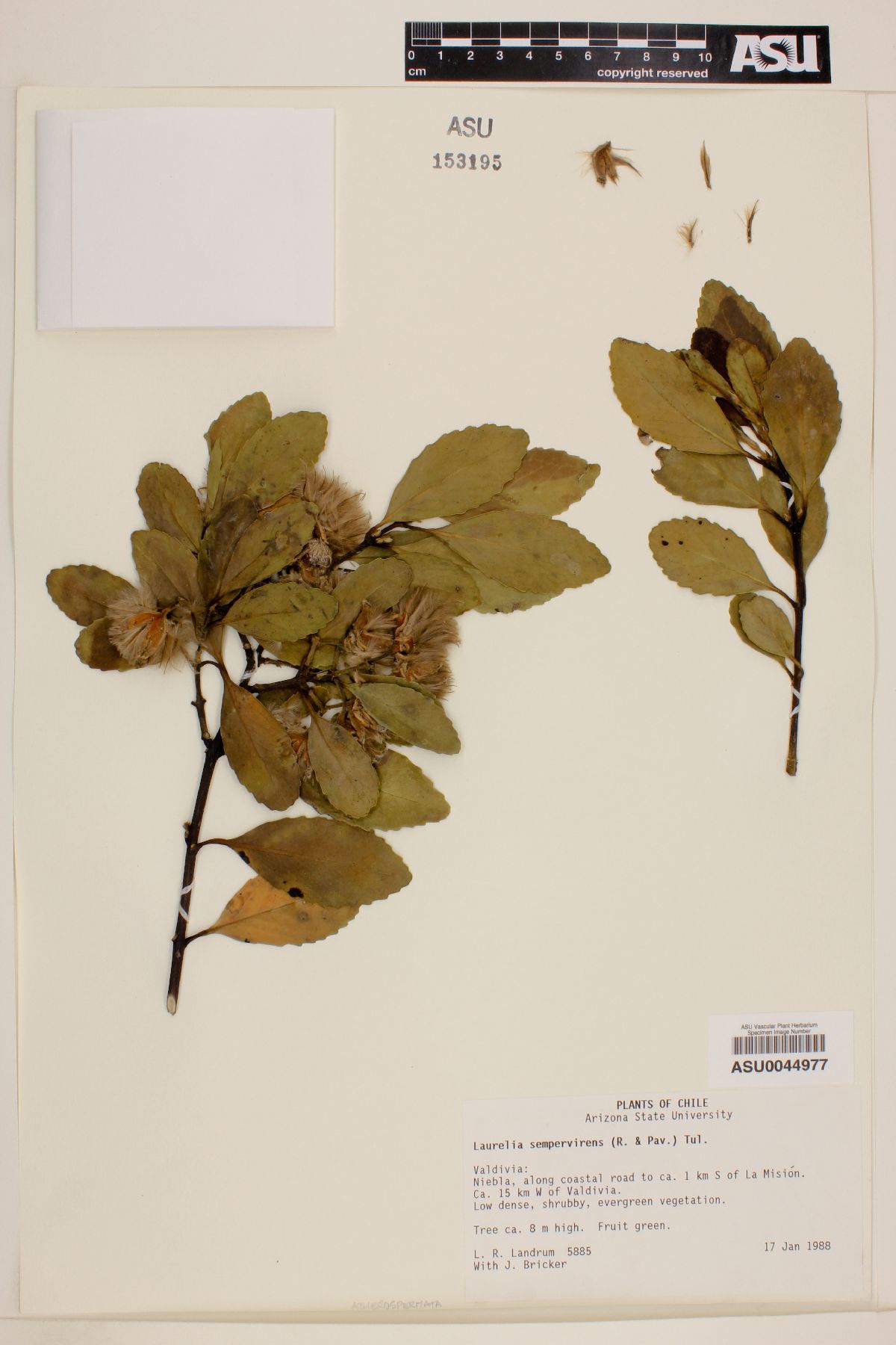 Laurelia sempervirens image
